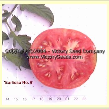 'Earliosa No. 6' tomato slice.