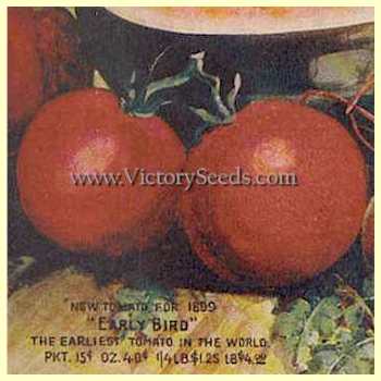 A lithograph of 'Early Bird' tomato from the 1899 Johnson & Stokes catalog.