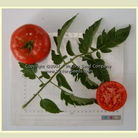 'Early Bird' tomatoes.