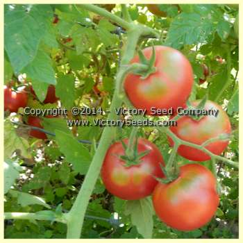 'Early Detroit No. 17' tomatoes ripening on the vine.