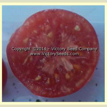 'Early Detroit No. 17' tomato slice.
