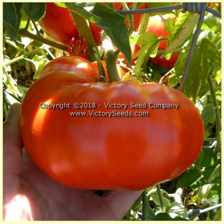'Early Santa Clara Canner' tomato.