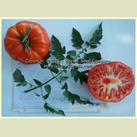 'Early Santa Clara Canner' tomatoes.