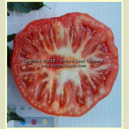 'Early Santa Clara Canner' tomato slice.