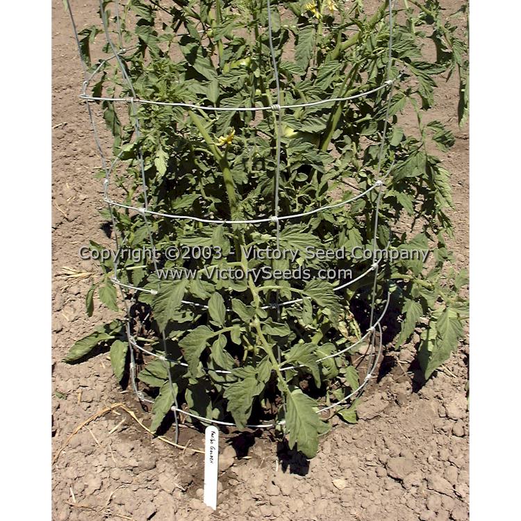 'Faribo Golden Heart' immature tomato plant.