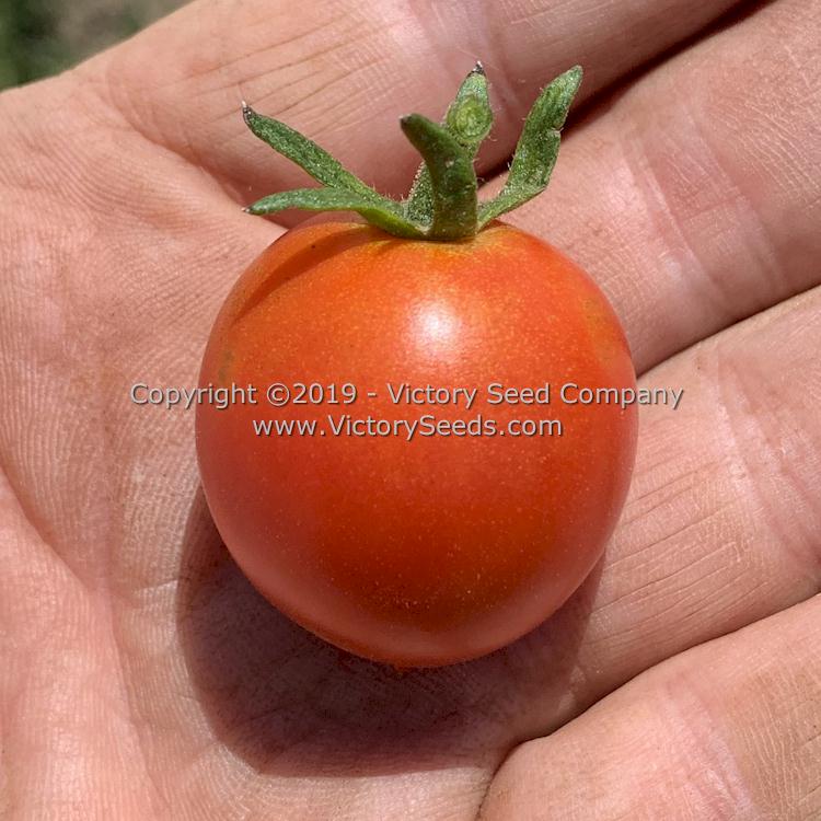 'Farthest North' tomato.