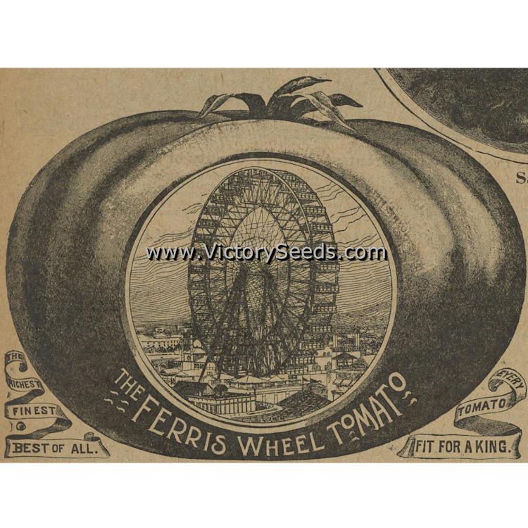 The 'Ferris Wheel' tomato from Salzer's 1898 Seed Annual.