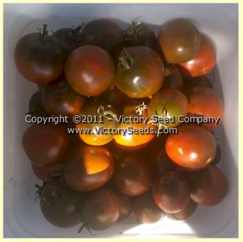 'Fioletovyi Kruglyi' tomato harvest.