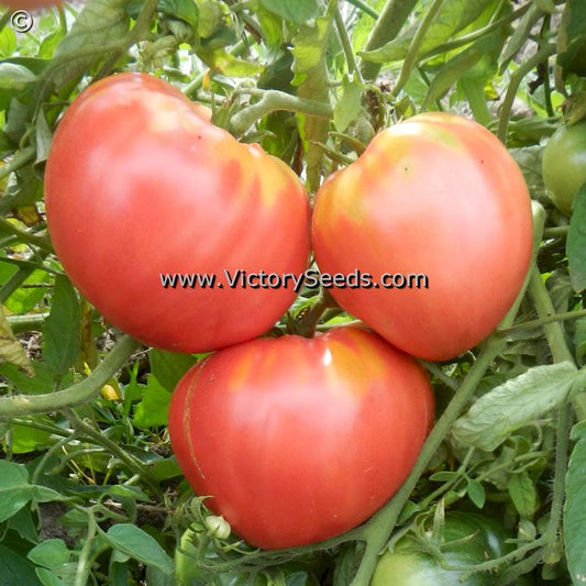 'Fish Lake Oxheart' tomatoes.