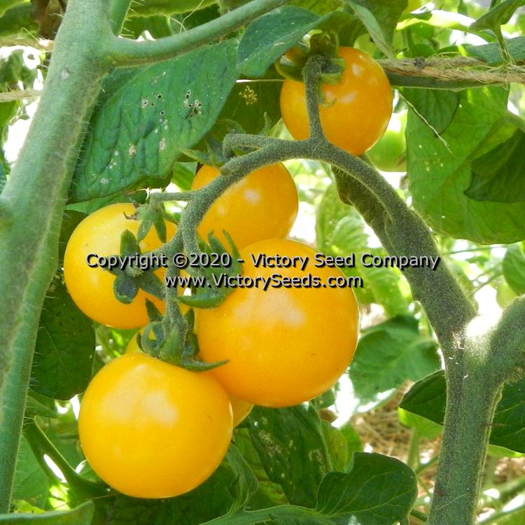 'Galina' cherry tomato.
