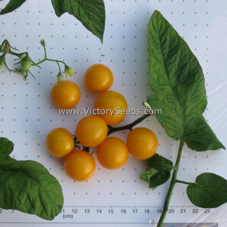 'Galina' cherry tomato.