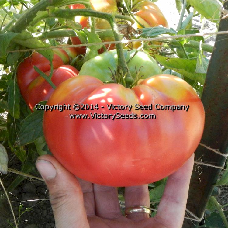 'Garrison' tomato.