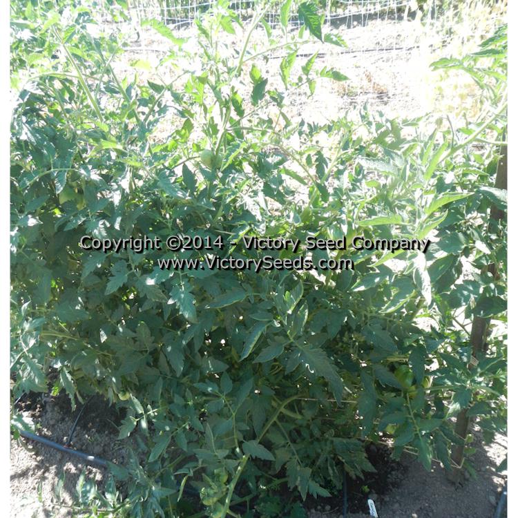 'Garrison' tomato plant.