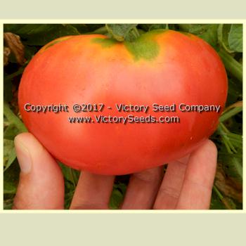 'Anna's Kentucky' tomato.