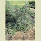 'German Yellow Stripe' tomato plant.