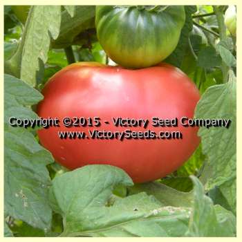 'Giant Belgium' tomato.