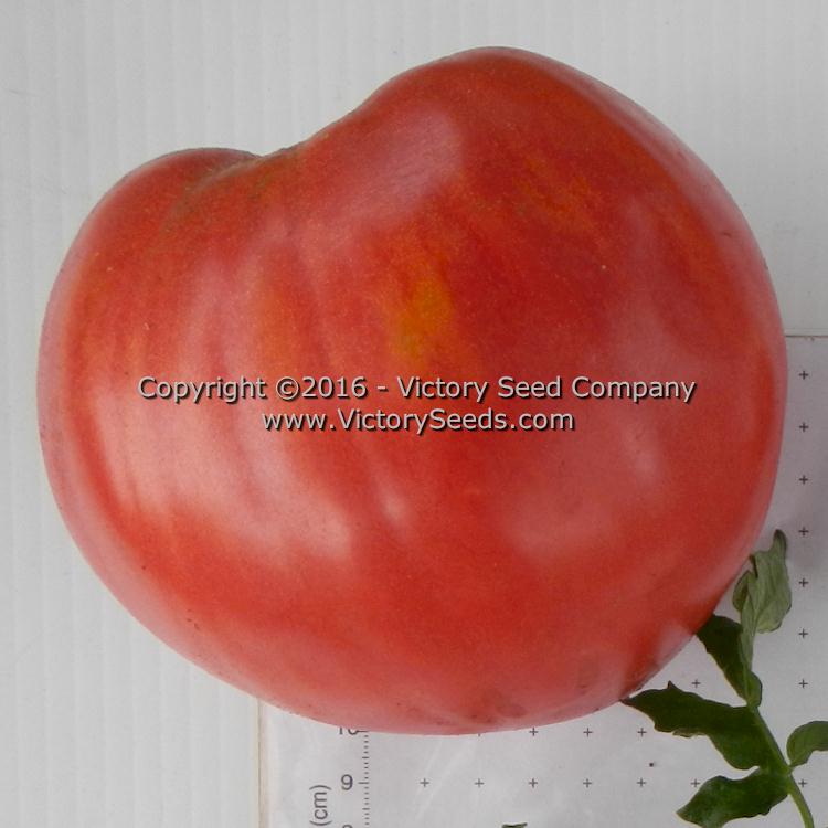 'Giant Heart Climber' tomato.