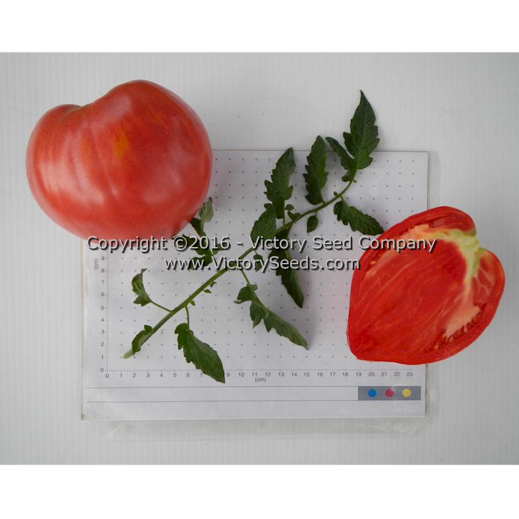 'Giant Heart Climber' tomatoes.