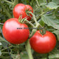 'Gill's All Purpose' tomatoes.