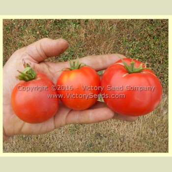 Gill's 'Red Heart' tomatoes.