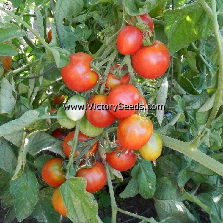 'Glacier' tomatoes.