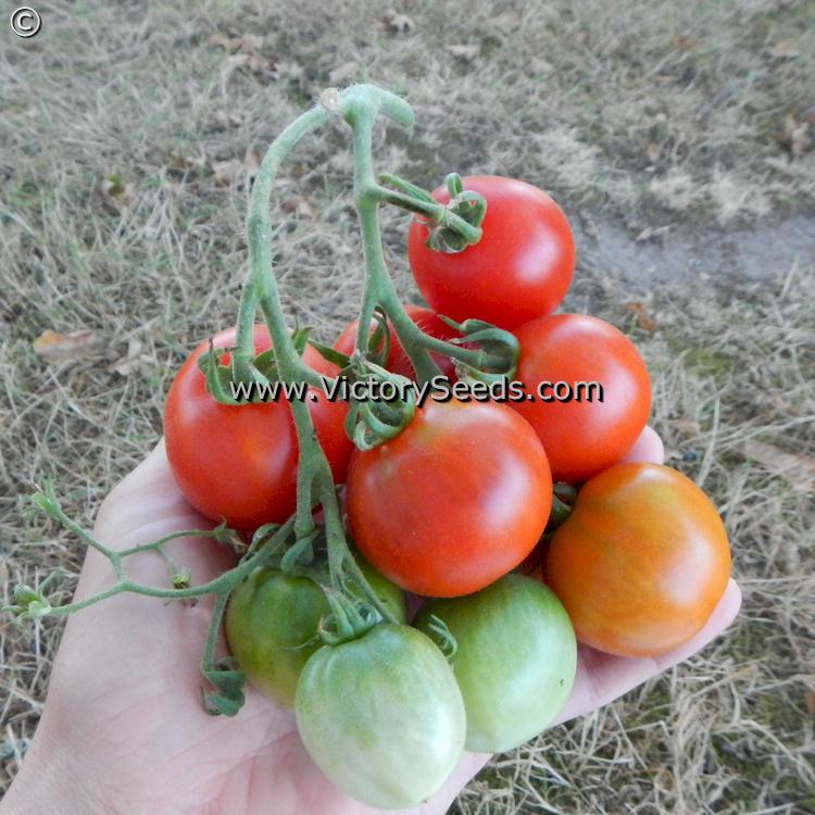 'Glacier' tomatoes.