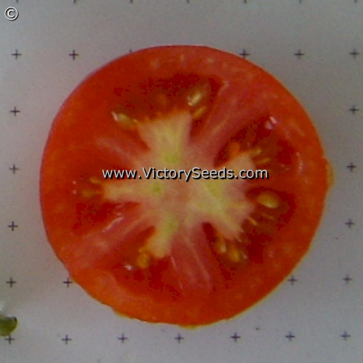 The inside of a 'Glacier' tomato.