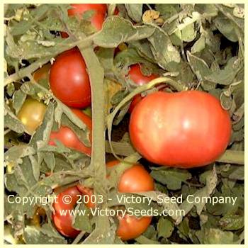 'Glamour' tomatoes.