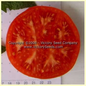 'Glamour' tomato slice.
