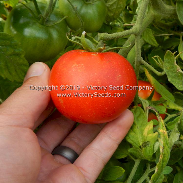 'Globonnie' tomato.