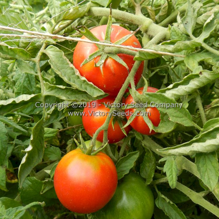 'Globonnie' tomatoes.