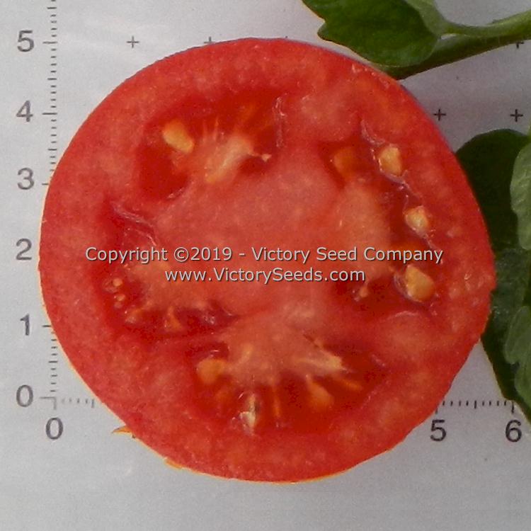 'Globonnie' tomato slice.