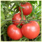'Glovel' tomatoes on the vine.