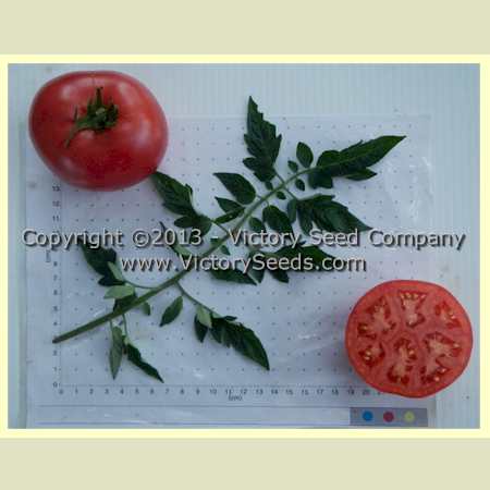 'Glovel' tomatoes.