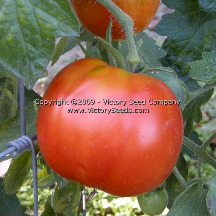 'Gogoshary' stuffing tomato.