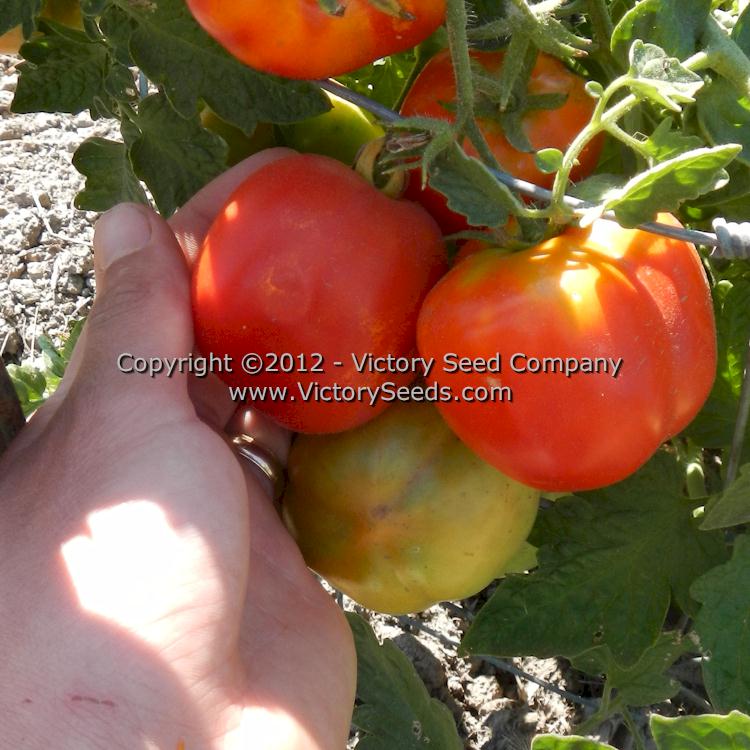 'Gogoshary' stuffing tomatoes on the vine.