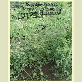 'Golden Accordion' tomato plants.