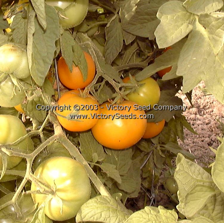 'Golden Bison' tomatoes.