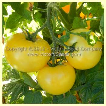 Burpee's 'Golden Dwarf Champion' tomatoes.