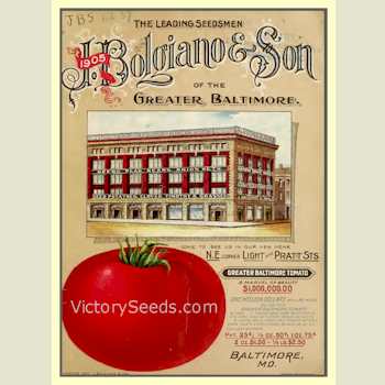 'Greater Baltimore' tomato from the 1905 Bolgiano Seed Annual