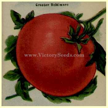 Greater Baltimore Tomato - 1915 Seed Packet