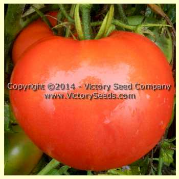 'Greater Baltimore' tomato.
