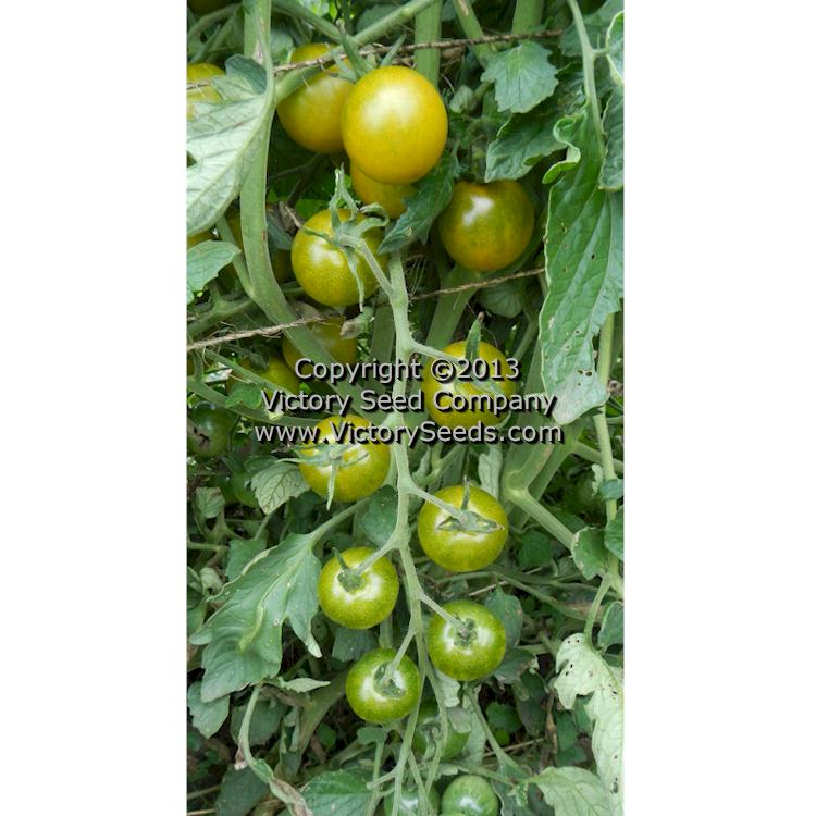 'Green Doctors' tomatoes.