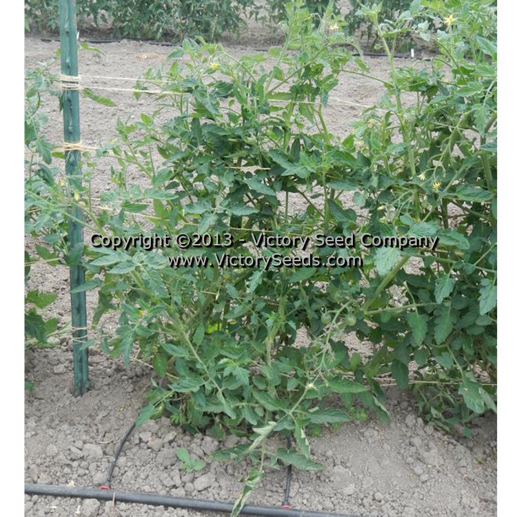 'Green Doctors' tomato plant.