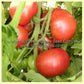 Hastings Mildglobe Tomato