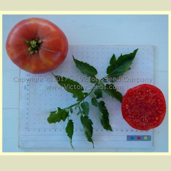 'Hege German Pink' tomatoes.