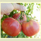 'Hege German Pink' tomatoes.