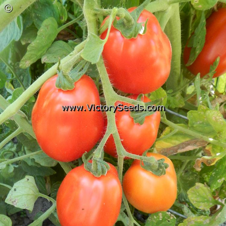 'Heidi' tomatoes.
