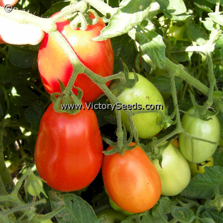 'Heidi' tomatoes.