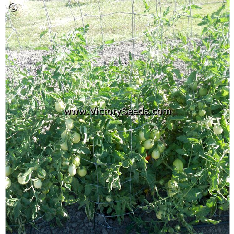'Heidi' tomato plants.